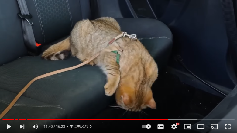 車の後部座席でリードに繋がられた猫が下を覗いています。